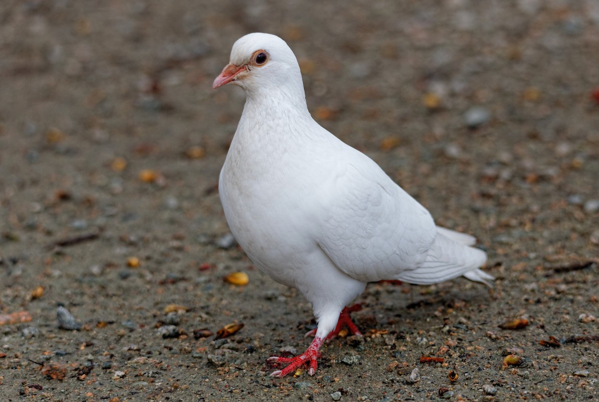 Rock Pigeon (Feral Pigeon) - Hui Sim