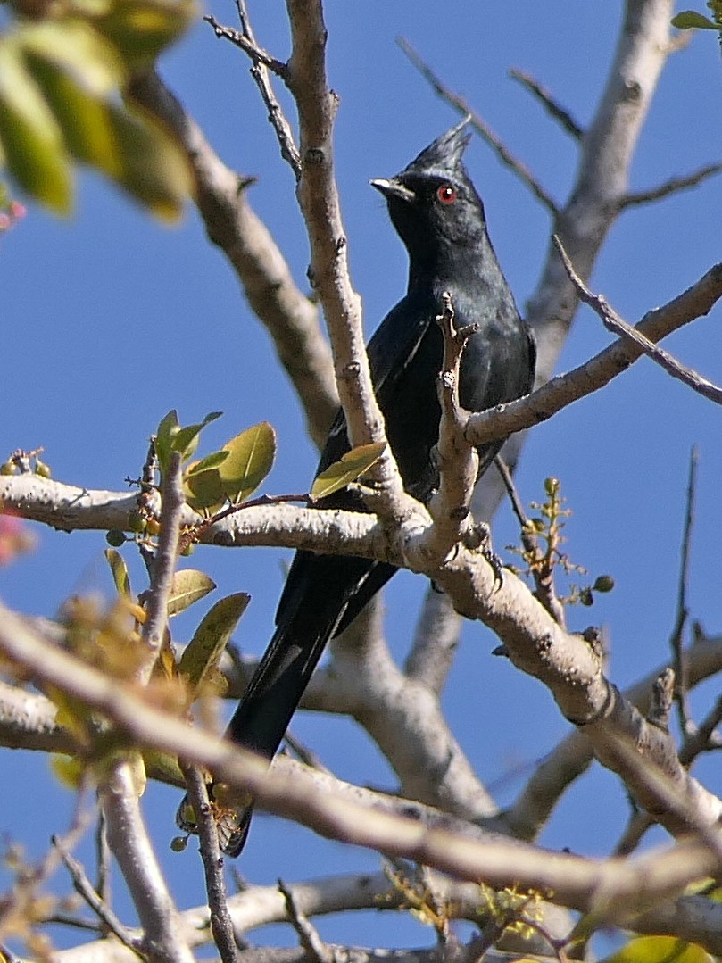 Phainopepla - ML128893321