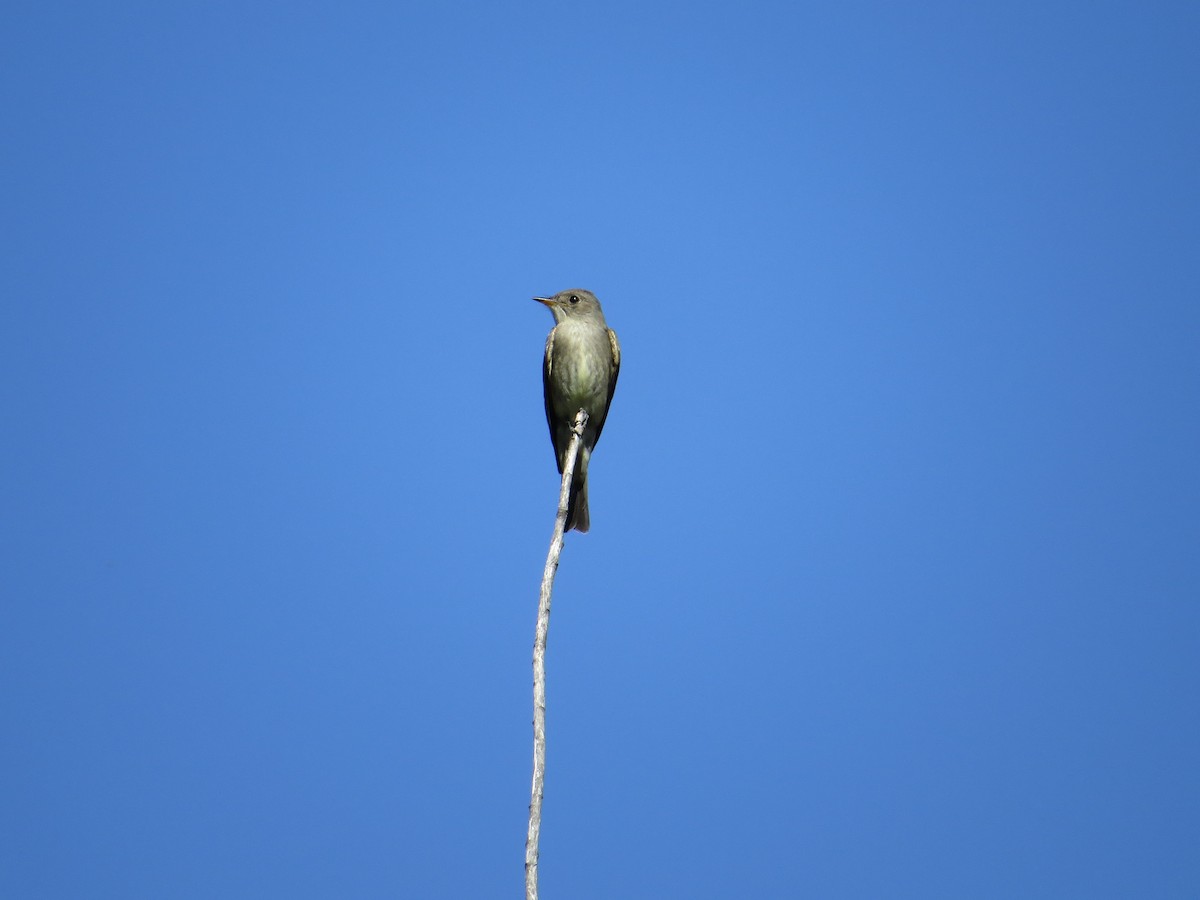 Western Wood-Pewee - Brittany O'Connor