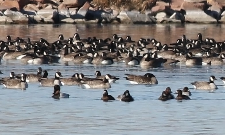 Greater Scaup - ML128894821