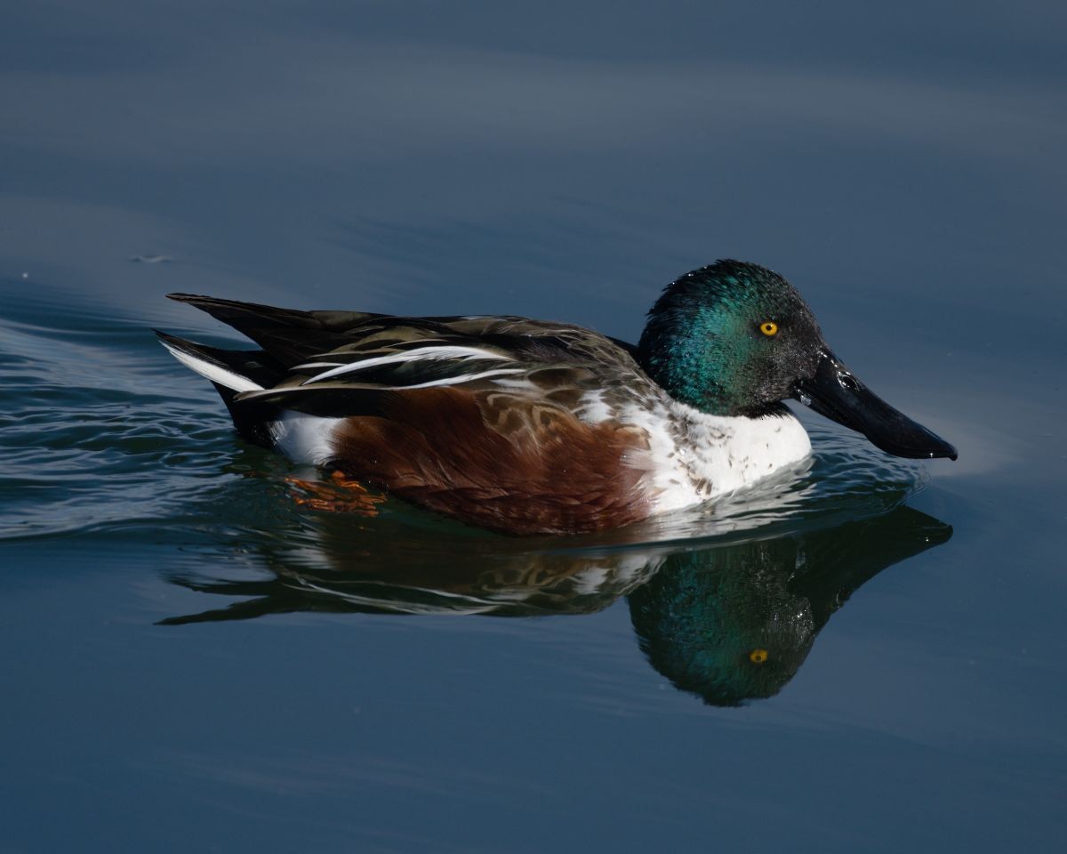 Northern Shoveler - ML128896411