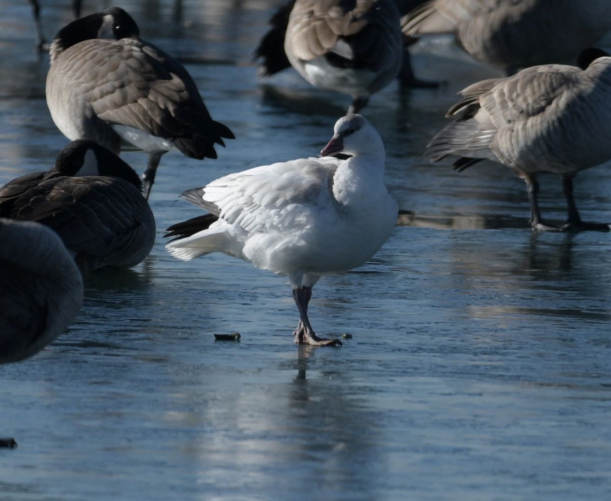 Snow Goose - Ernest Crvich