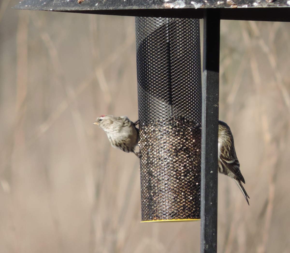Redpoll (Common) - ML128896881
