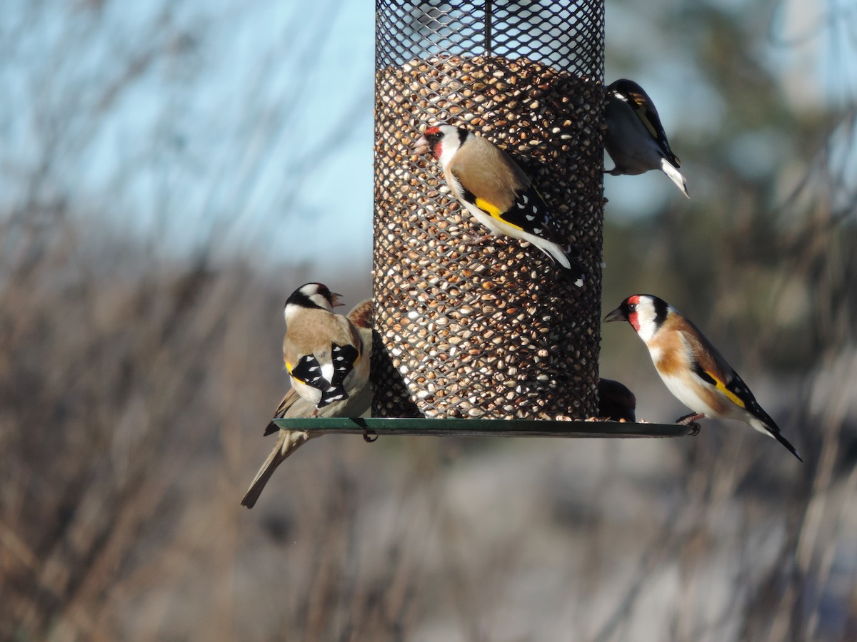European Goldfinch - ML128896901