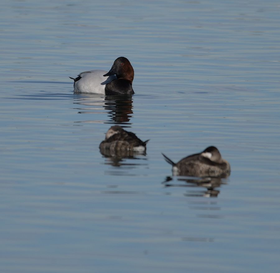 Canvasback - ML128896981