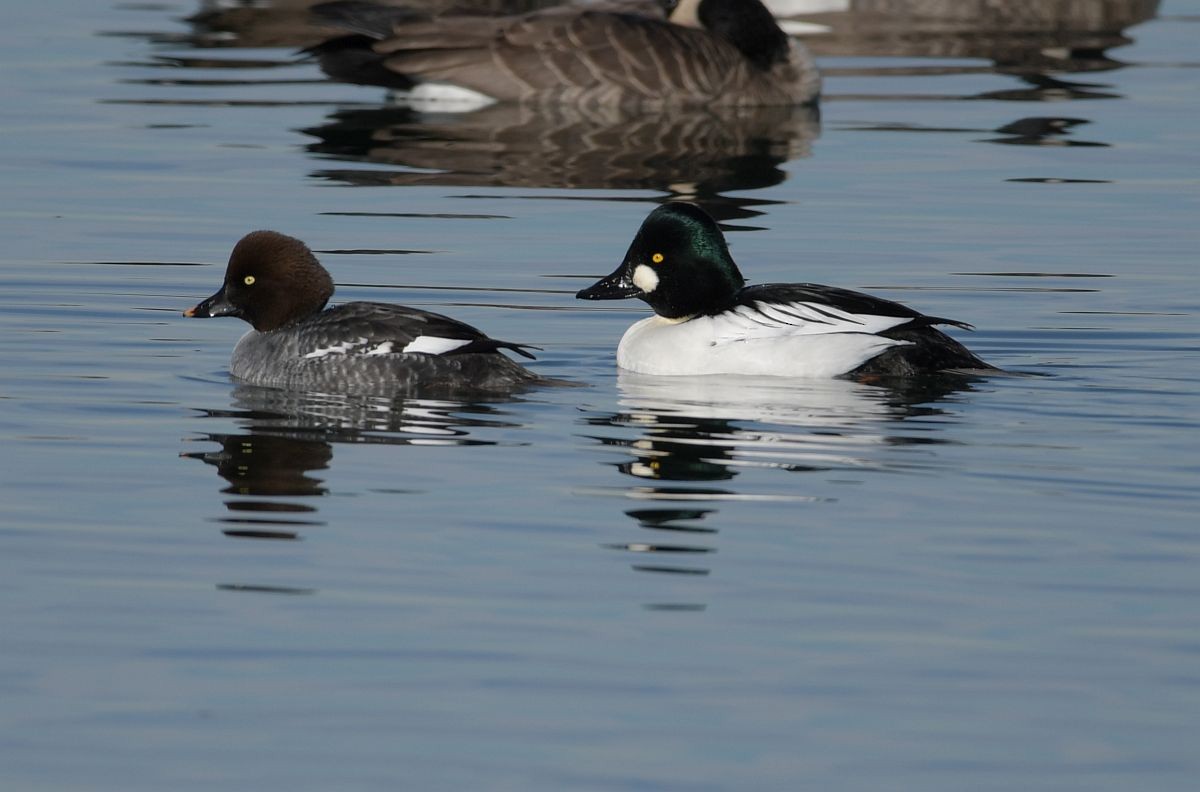 Common Goldeneye - ML128897101