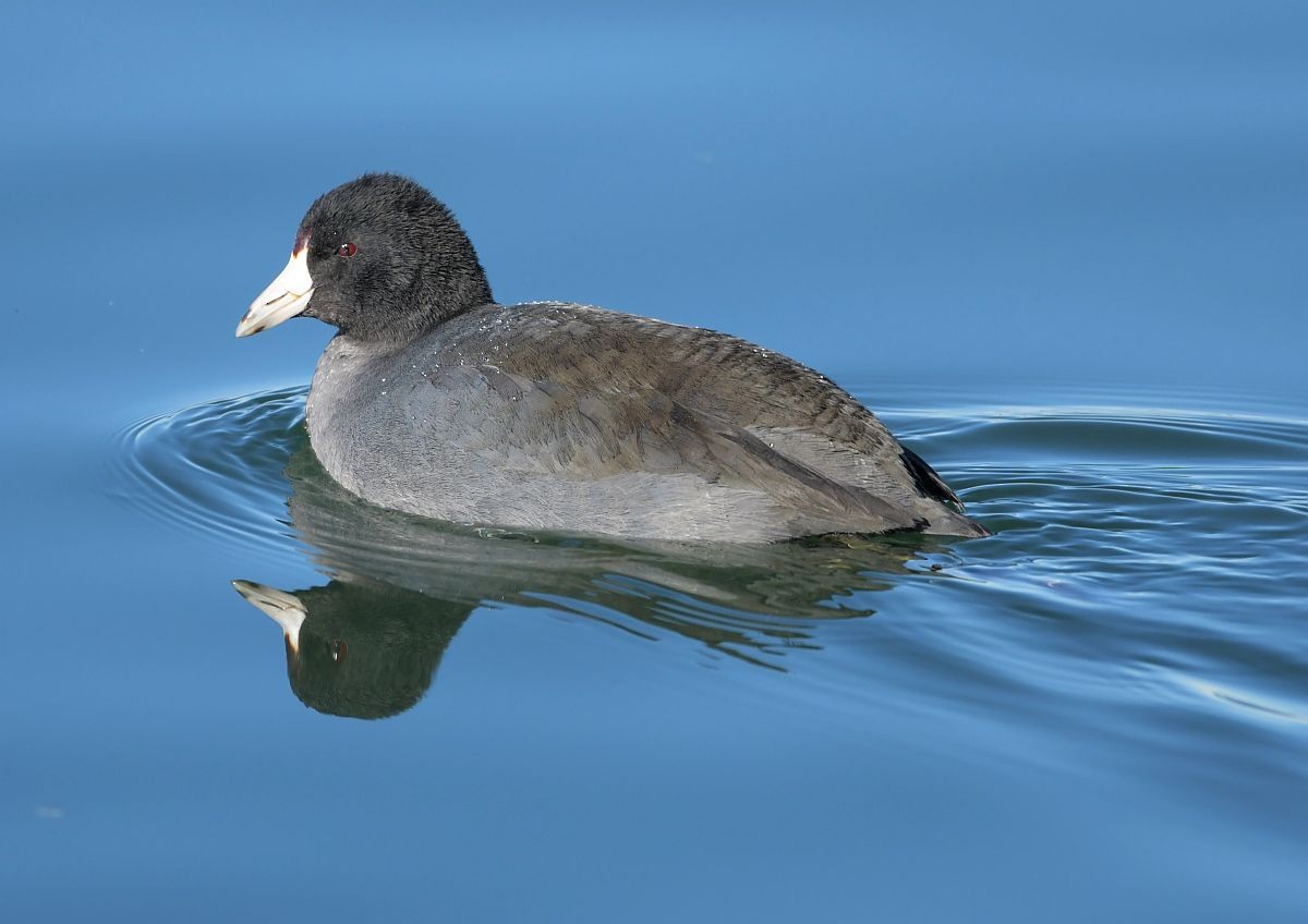 American Coot - ML128897181