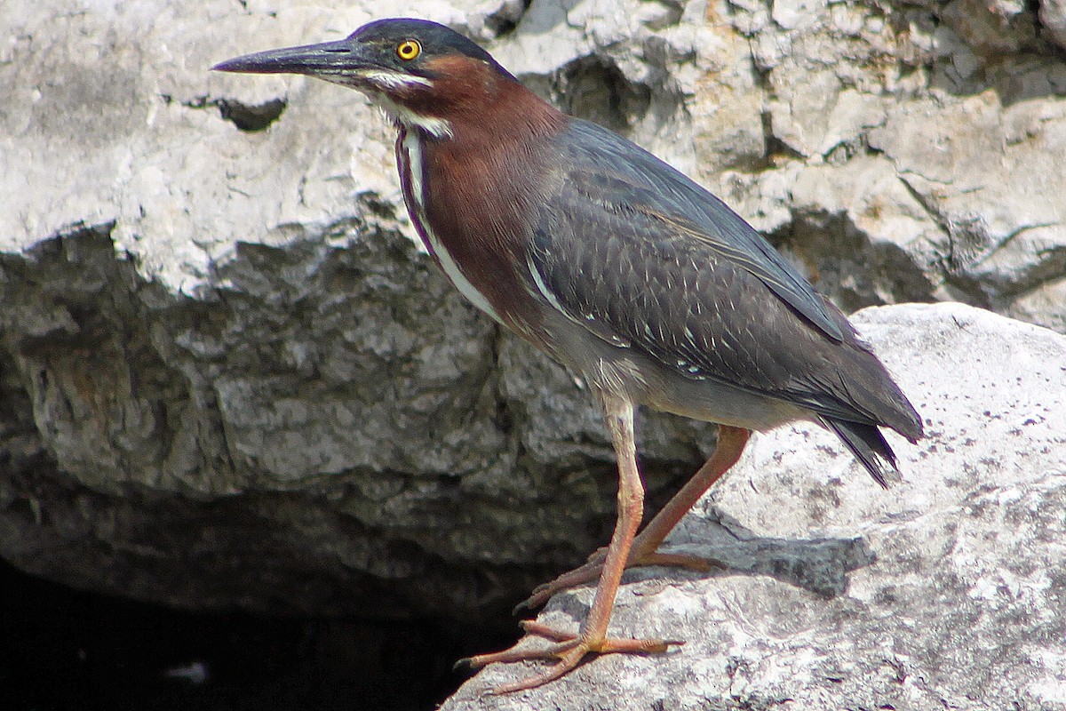 Green Heron - Jack Coulter
