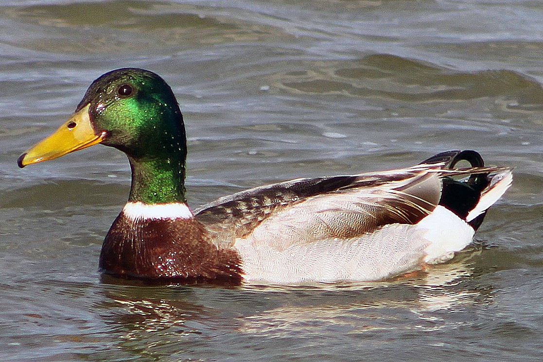 Canard colvert - ML128897441