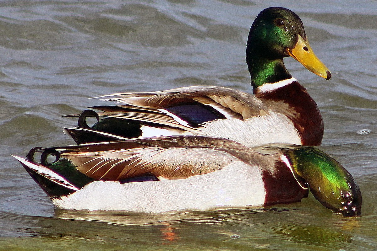 Canard colvert - ML128897471