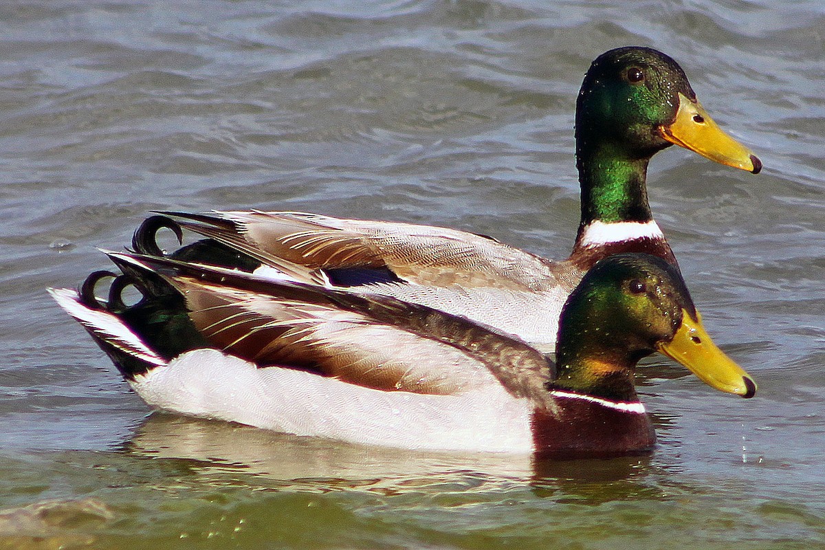 Canard colvert - ML128897491