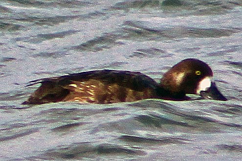 Greater Scaup - ML128897521