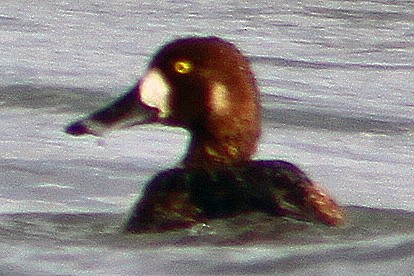 Greater Scaup - ML128897541