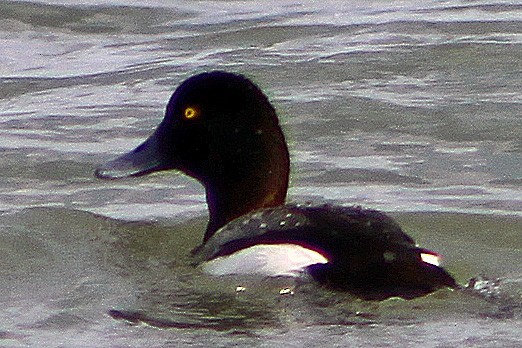 Greater Scaup - ML128897551