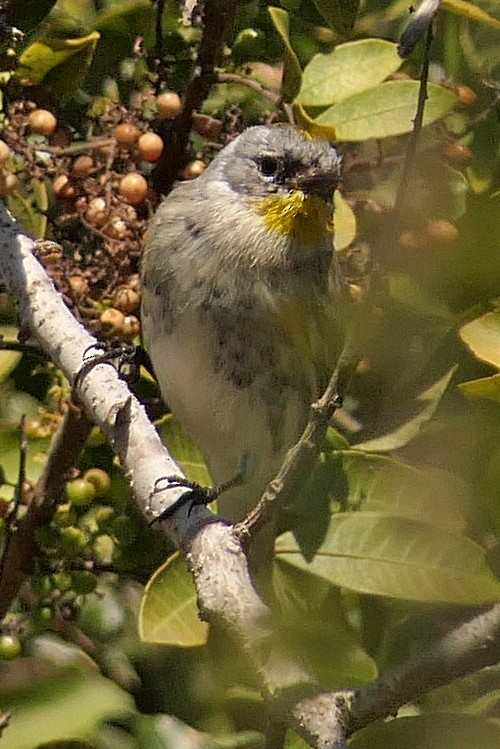 Yellow-rumped Warbler (Audubon's) - ML128898411