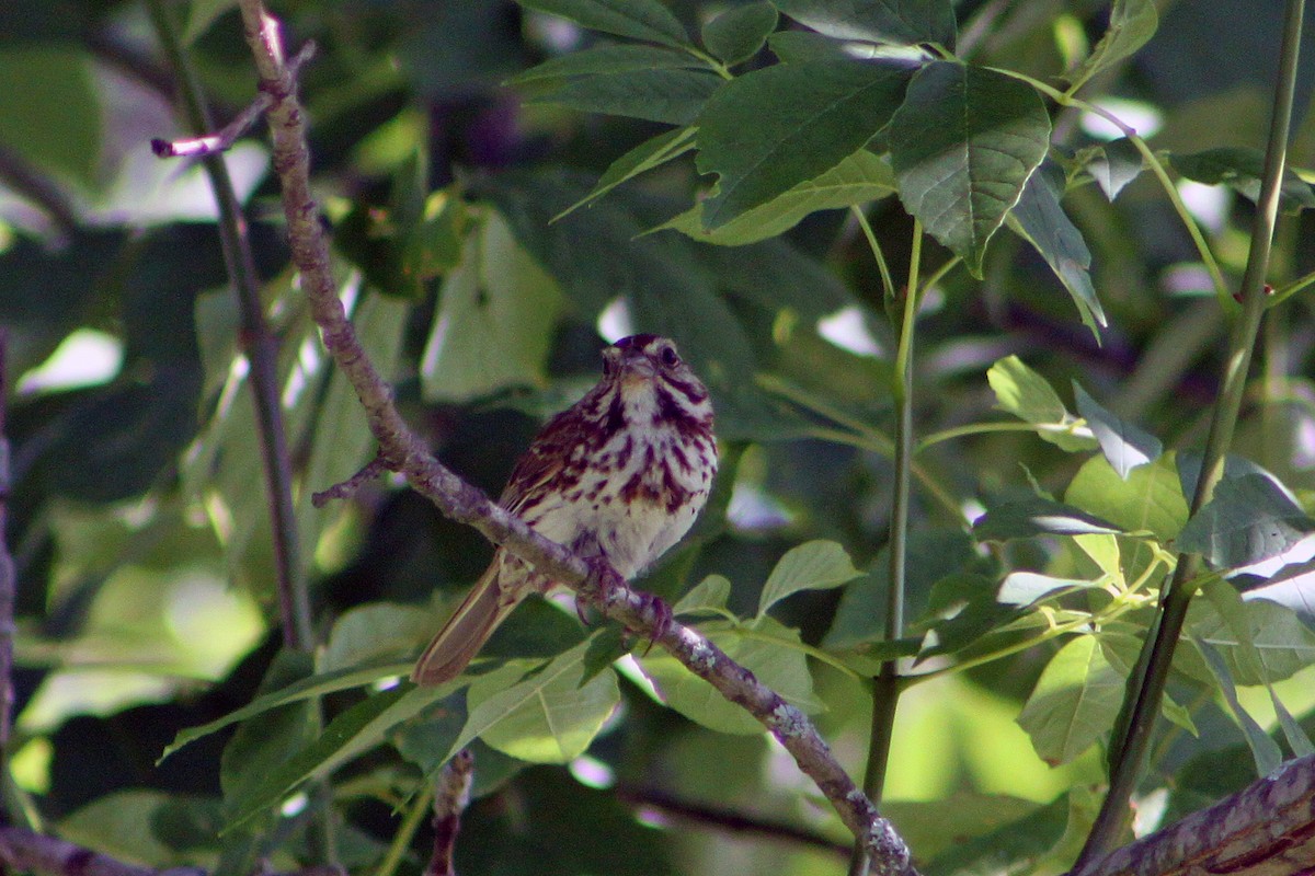 Song Sparrow - ML128898471