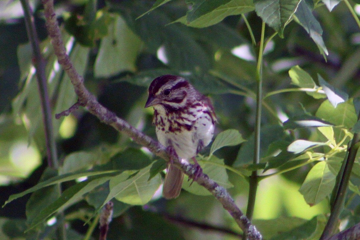 Song Sparrow - Jack Coulter