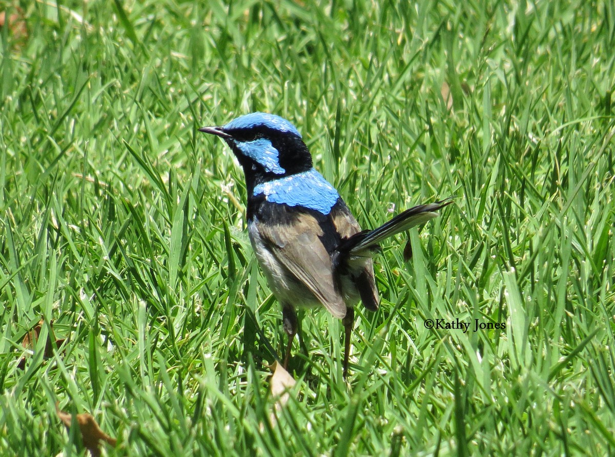 Superb Fairywren - ML128898741