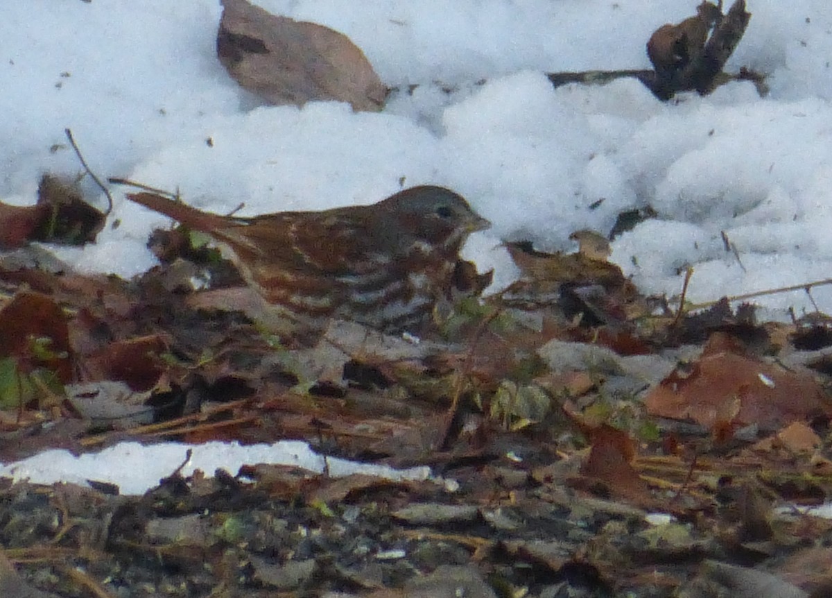 Fox Sparrow - ML128899771