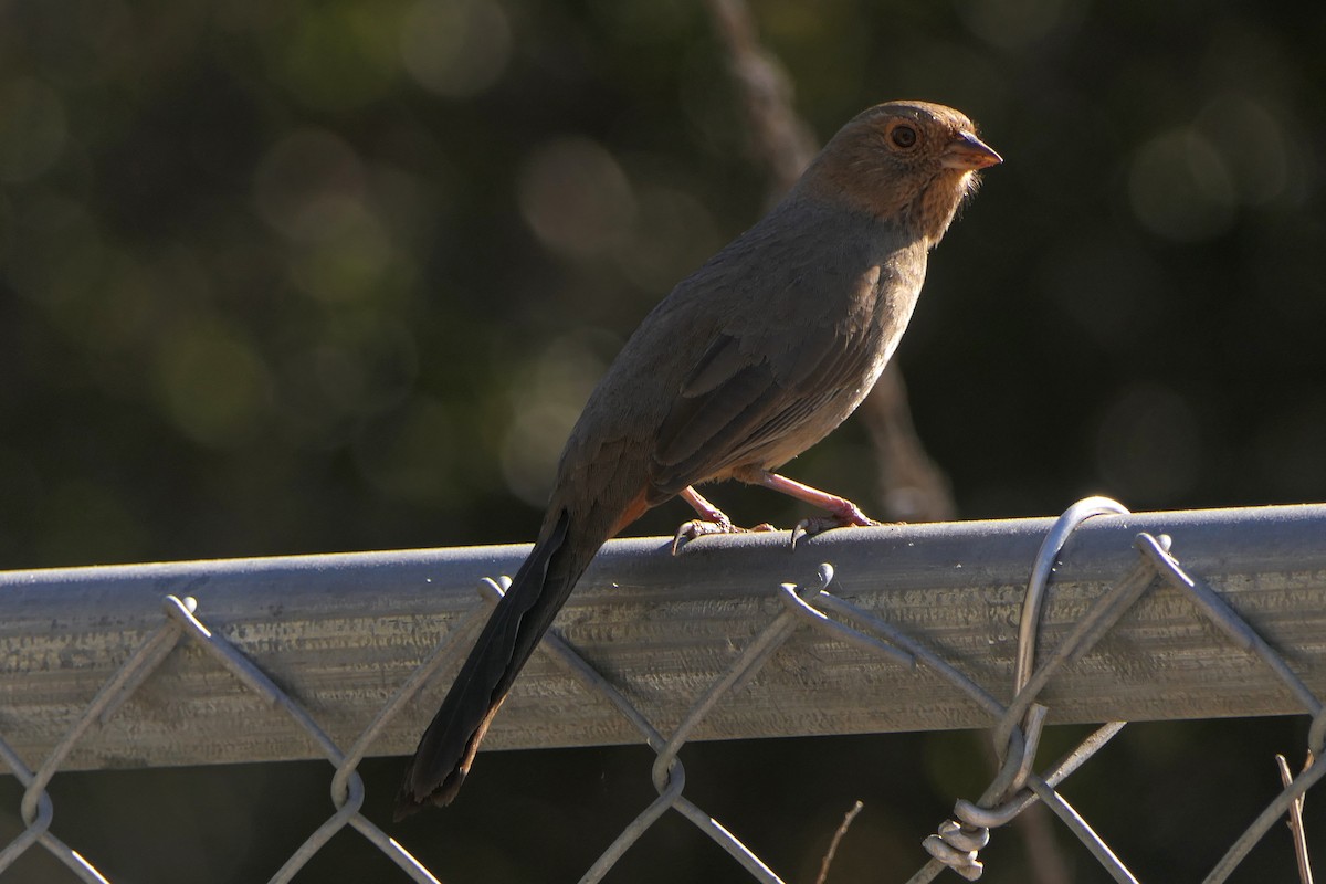 California Towhee - ML128899781