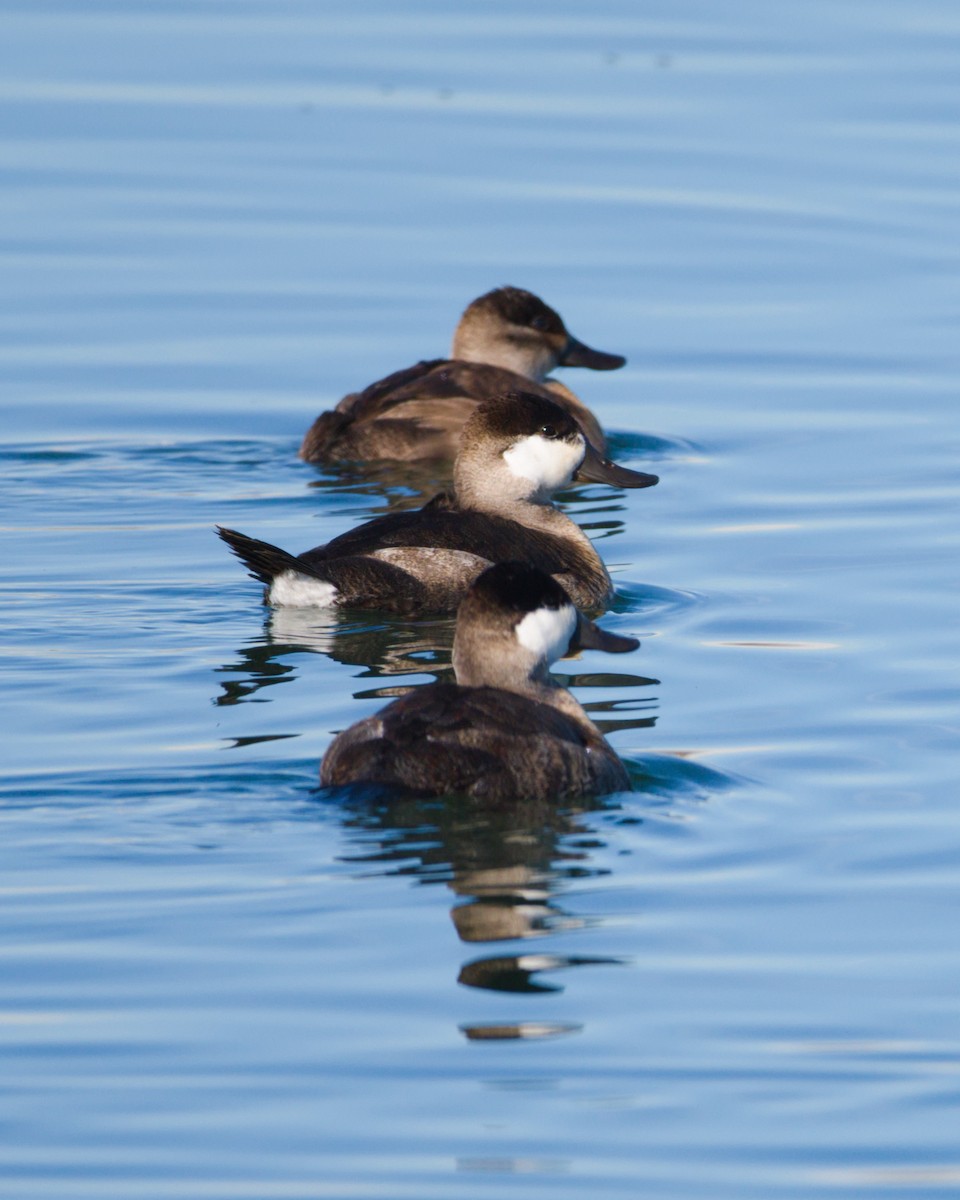 Ruddy Duck - ML128899851