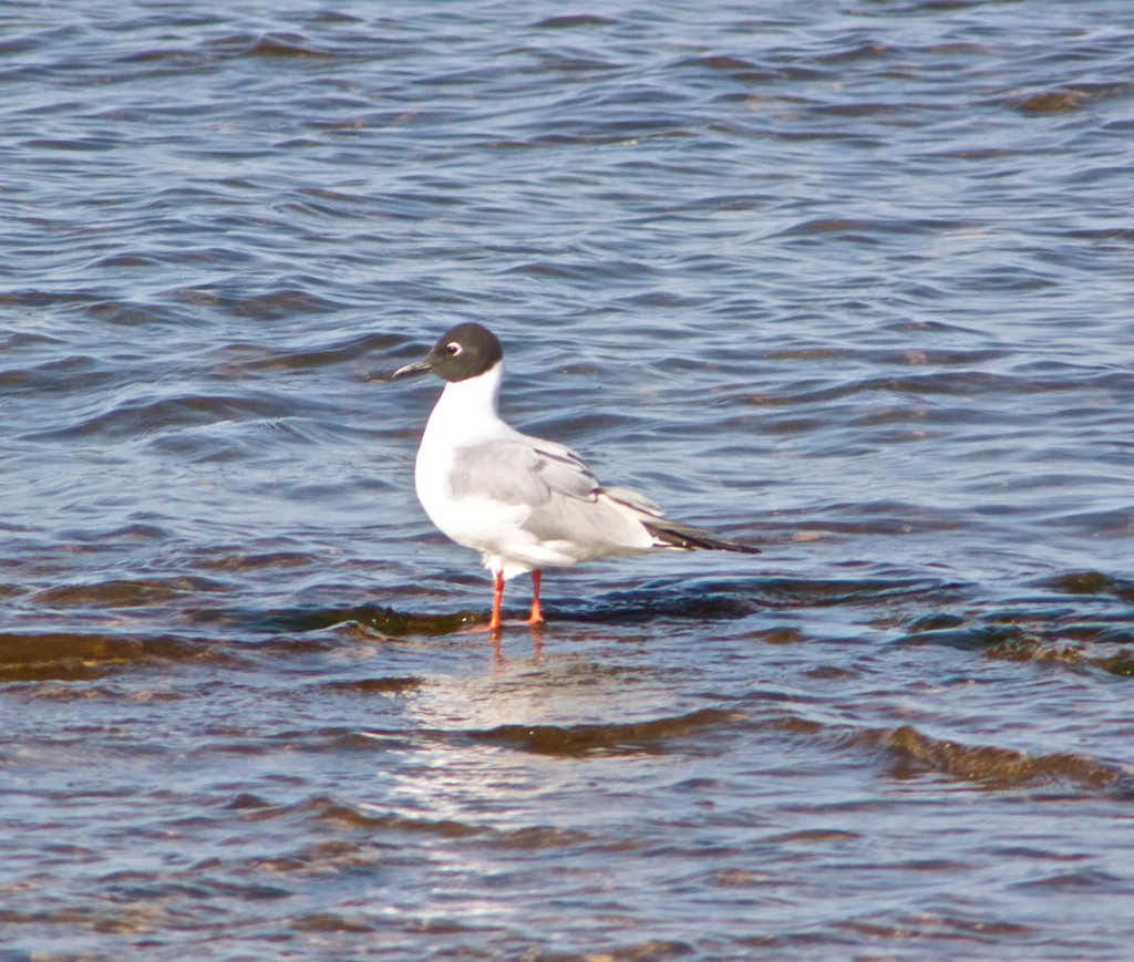 Bonaparte's Gull - ML128900541