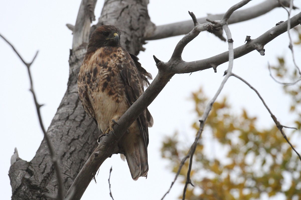 Red-tailed Hawk (calurus/alascensis) - Alex Lamoreaux