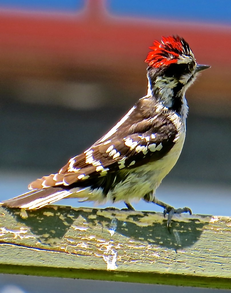 Downy Woodpecker - Jack Coulter