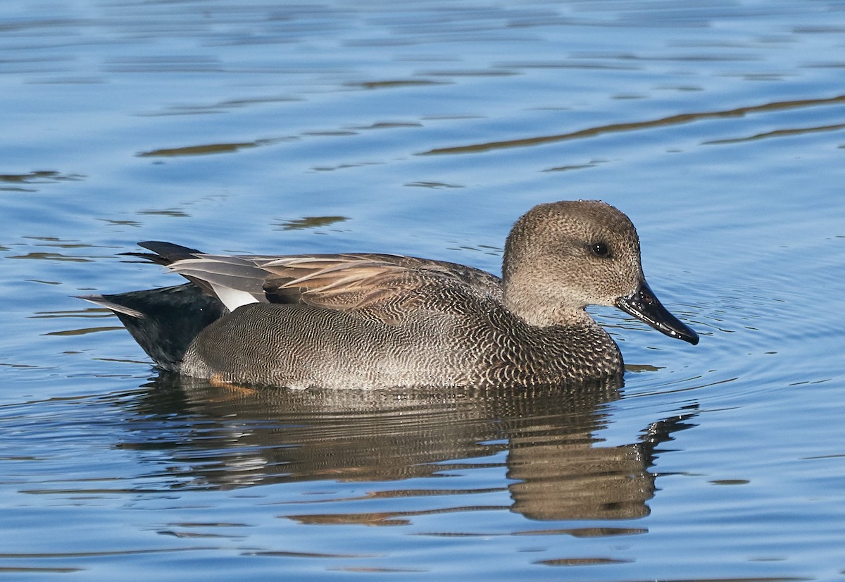 Gadwall - ML128902421