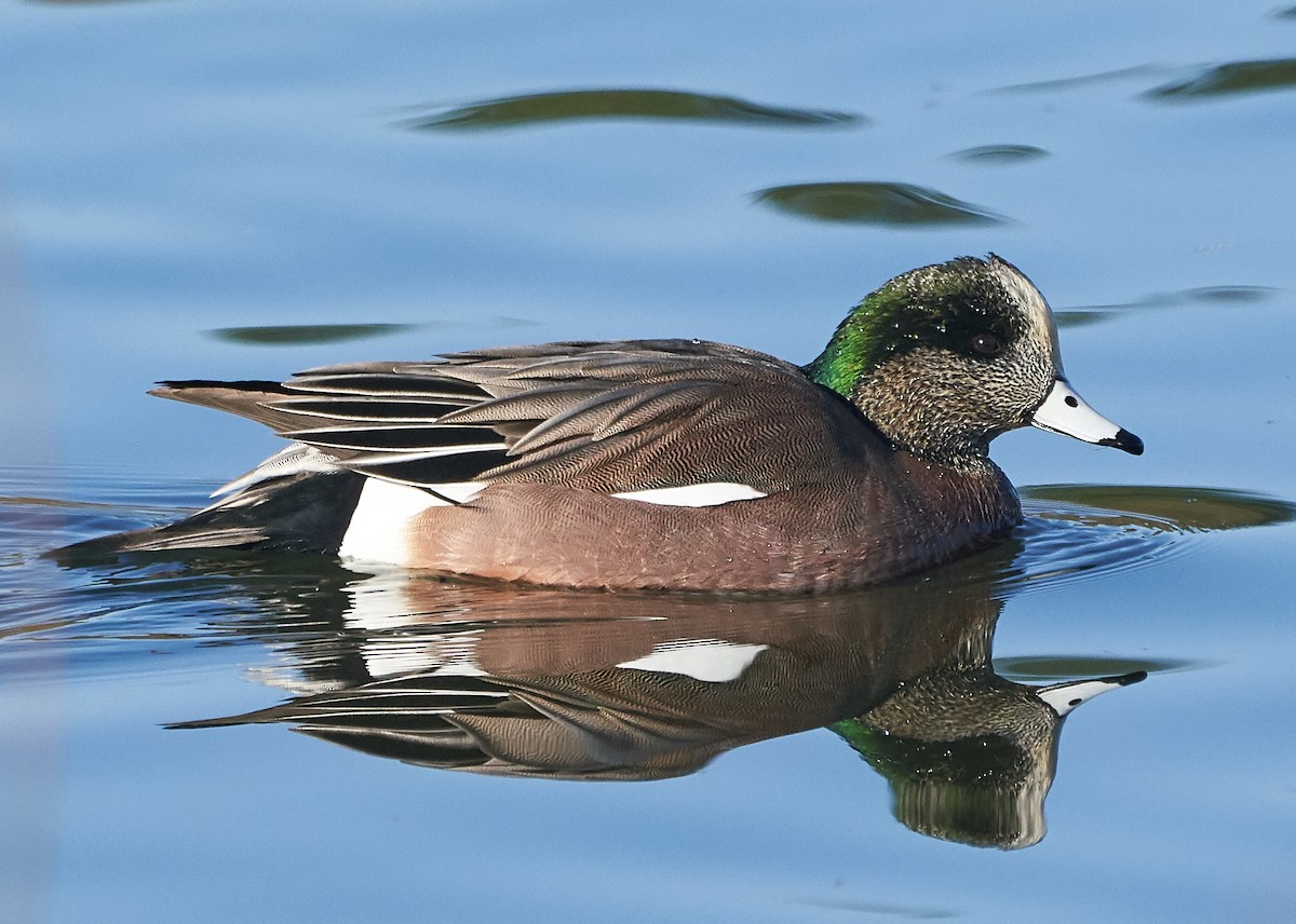 American Wigeon - ML128902461