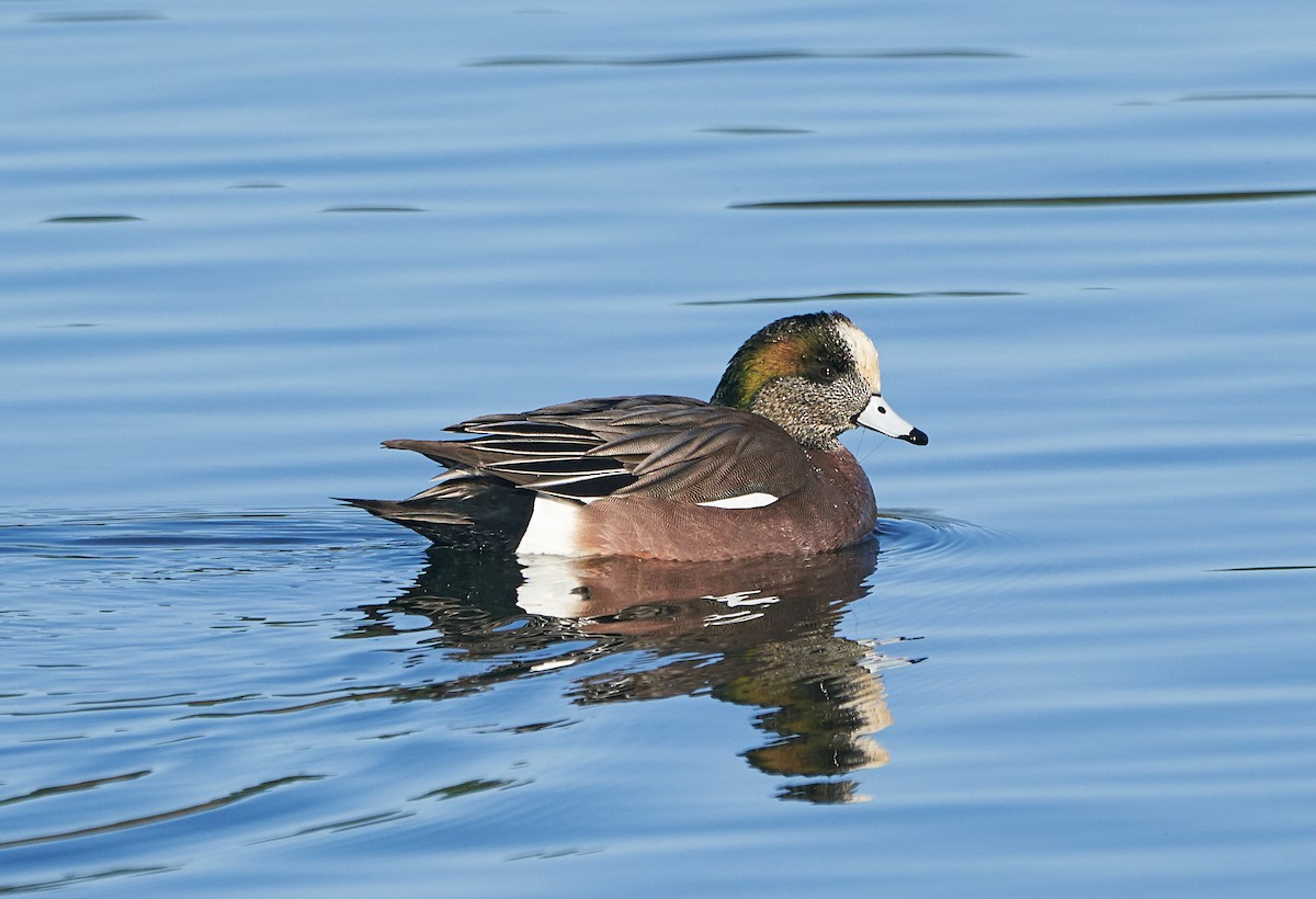 American Wigeon - ML128902471