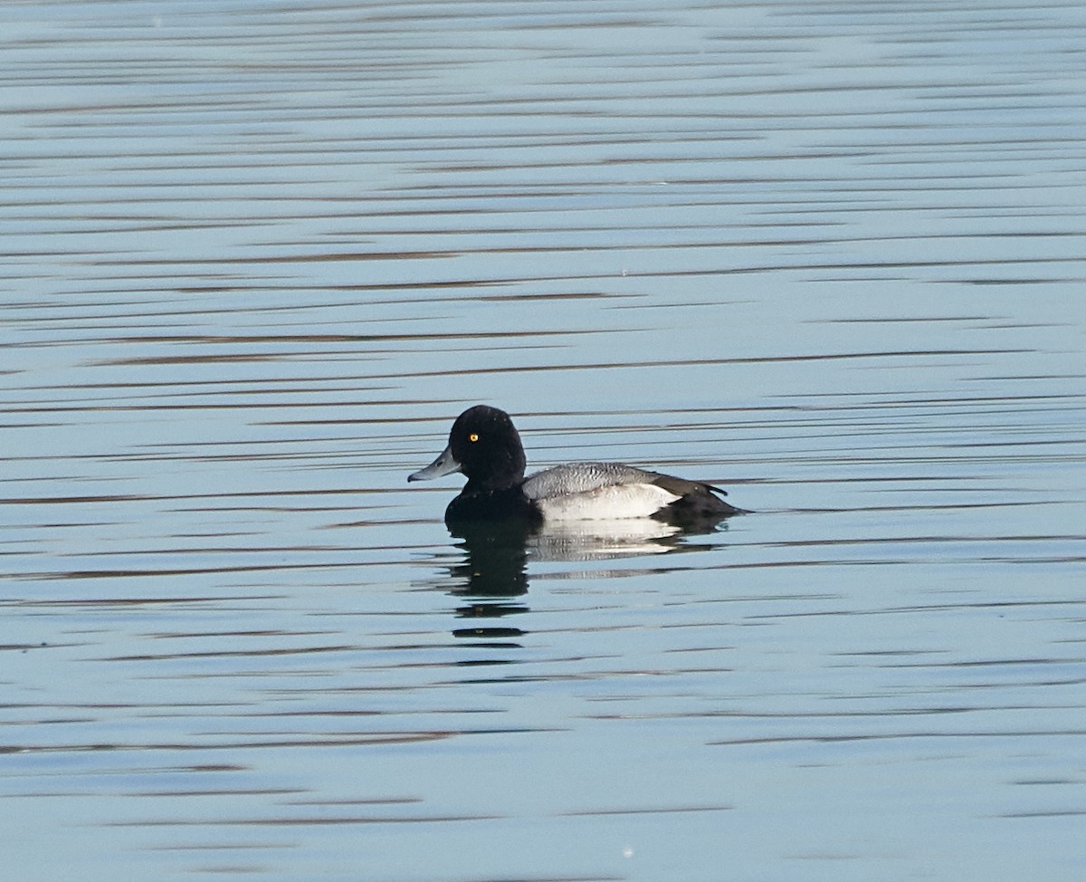 Lesser Scaup - ML128902551