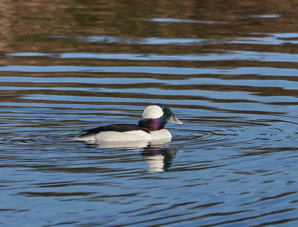 Bufflehead - ML128902591