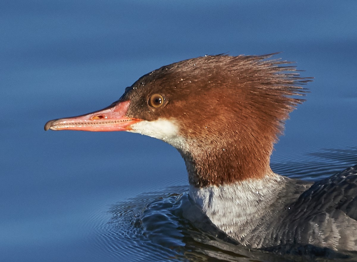 Common Merganser - ML128902781