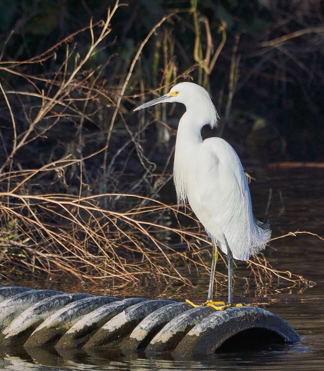 Snowy Egret - ML128902971