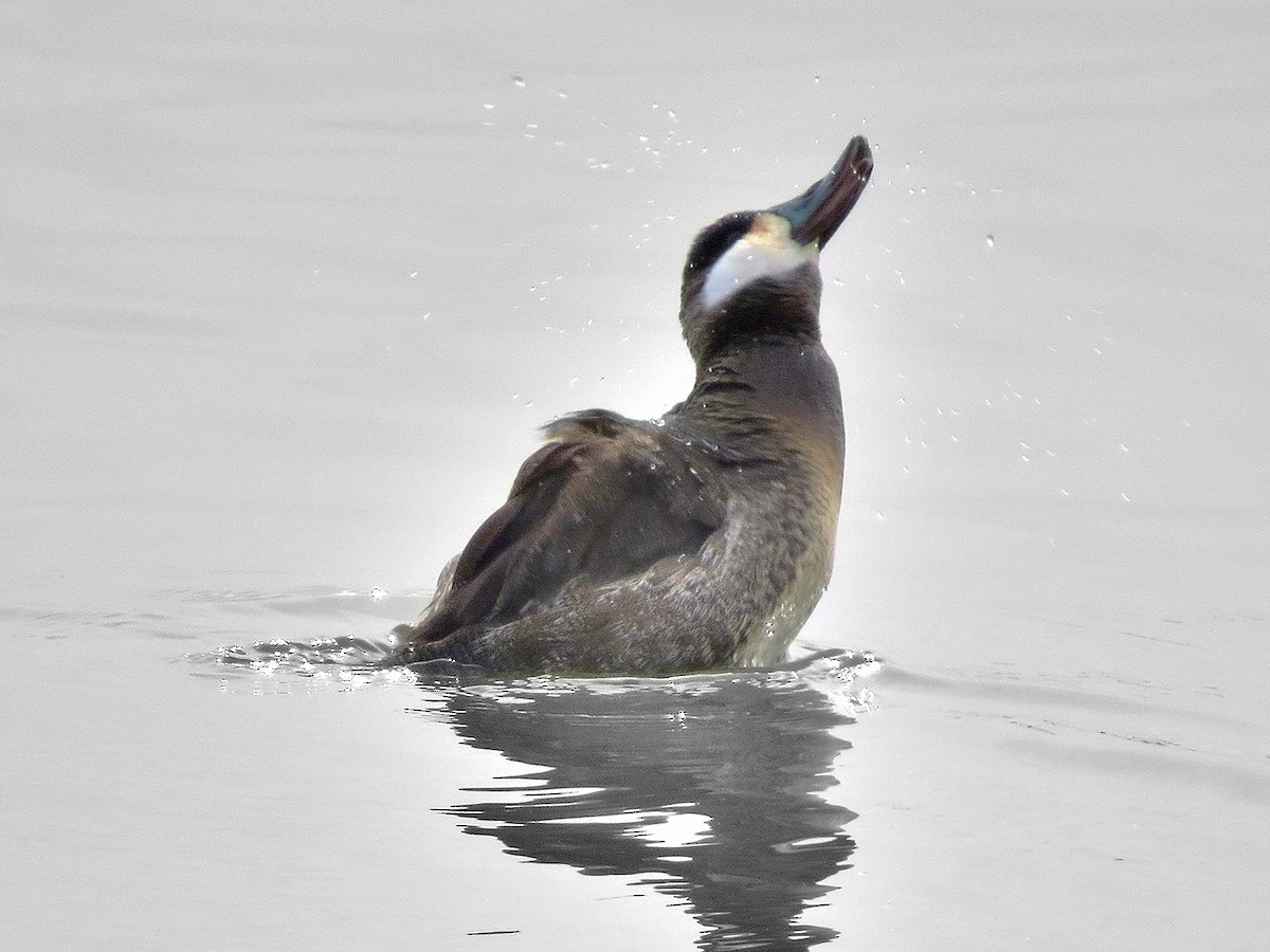 Ruddy Duck - Gary Jarvis