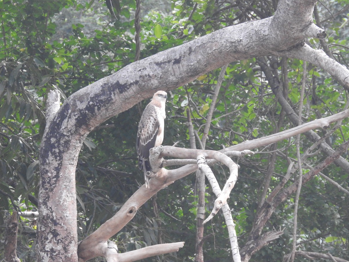 Changeable Hawk-Eagle (Crested) - ML128904631