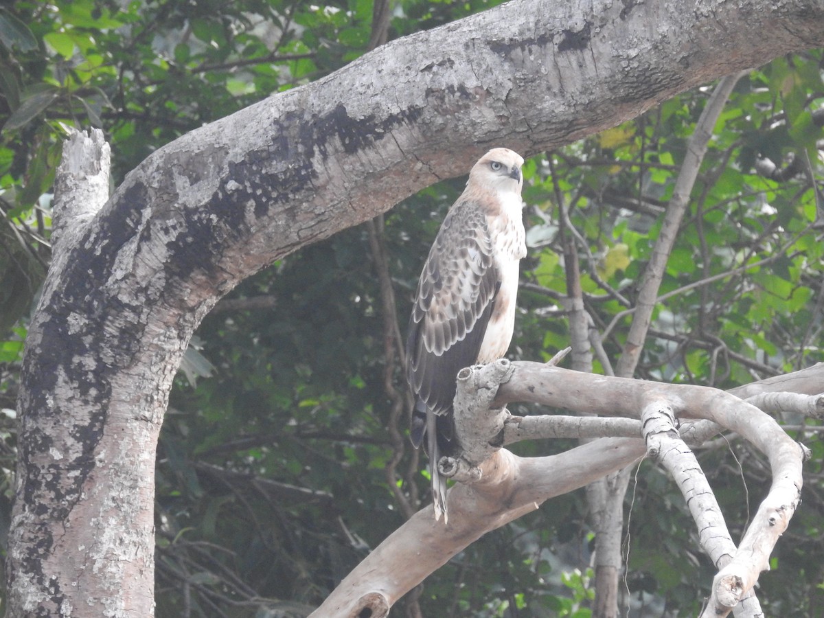 Changeable Hawk-Eagle (Crested) - ML128904651