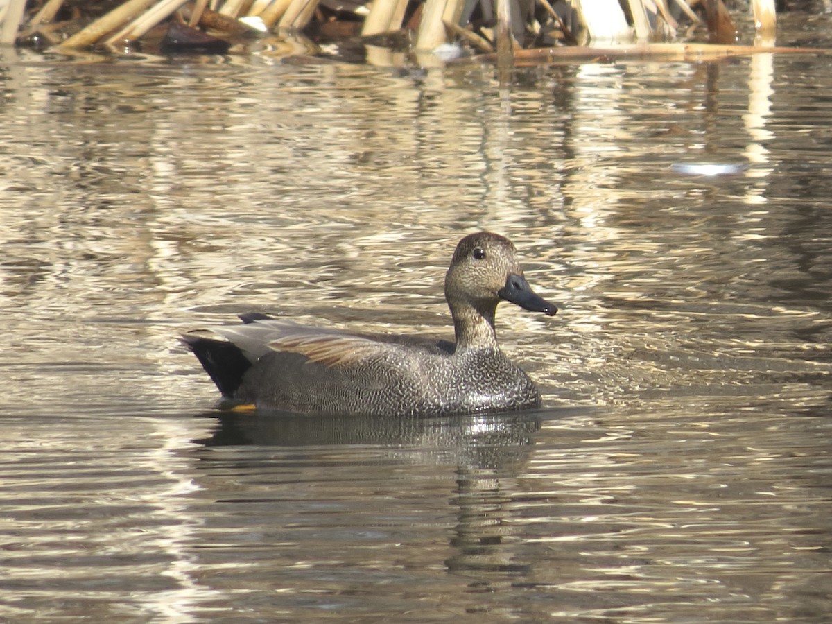 Gadwall - Gary Jarvis