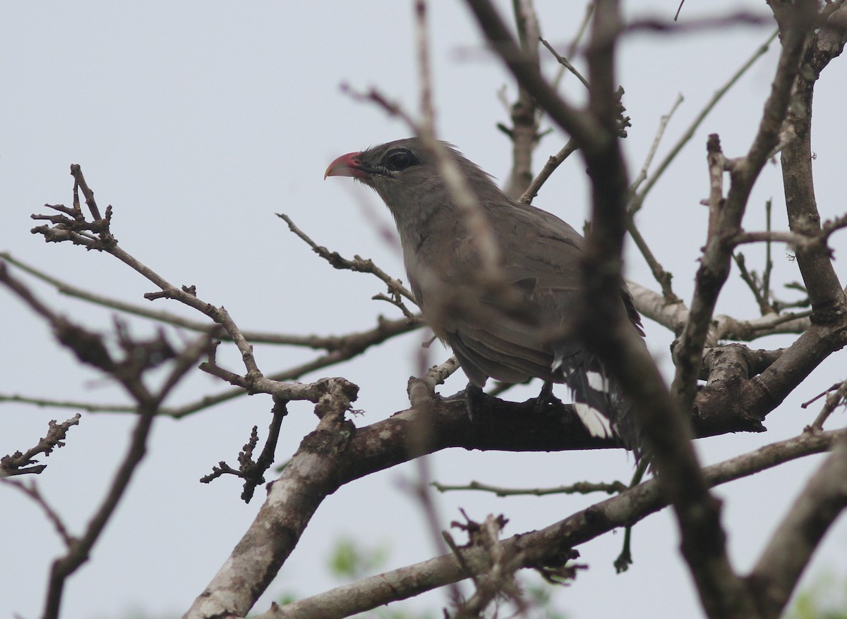 Sirkeer Malkoha - Stephan Lorenz