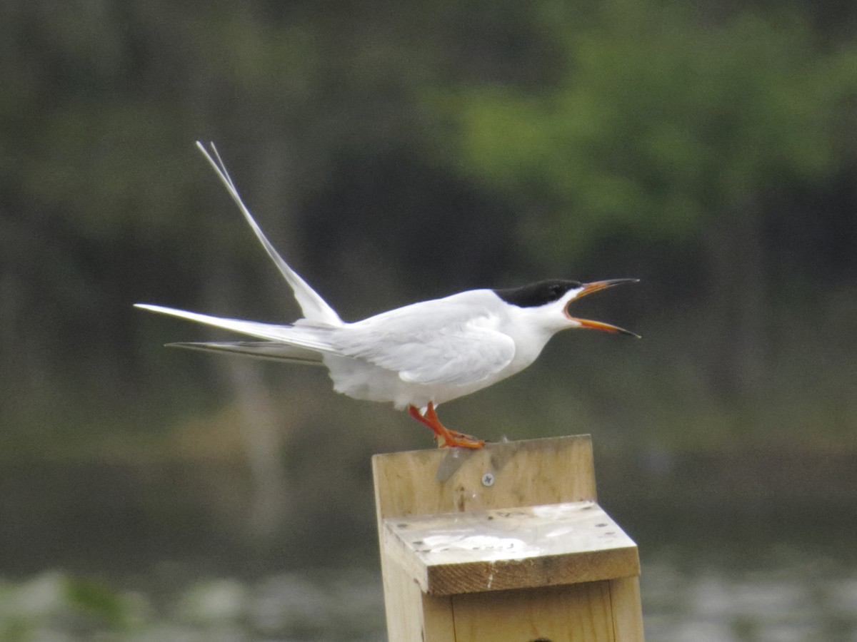 Forster's Tern - Gary Jarvis