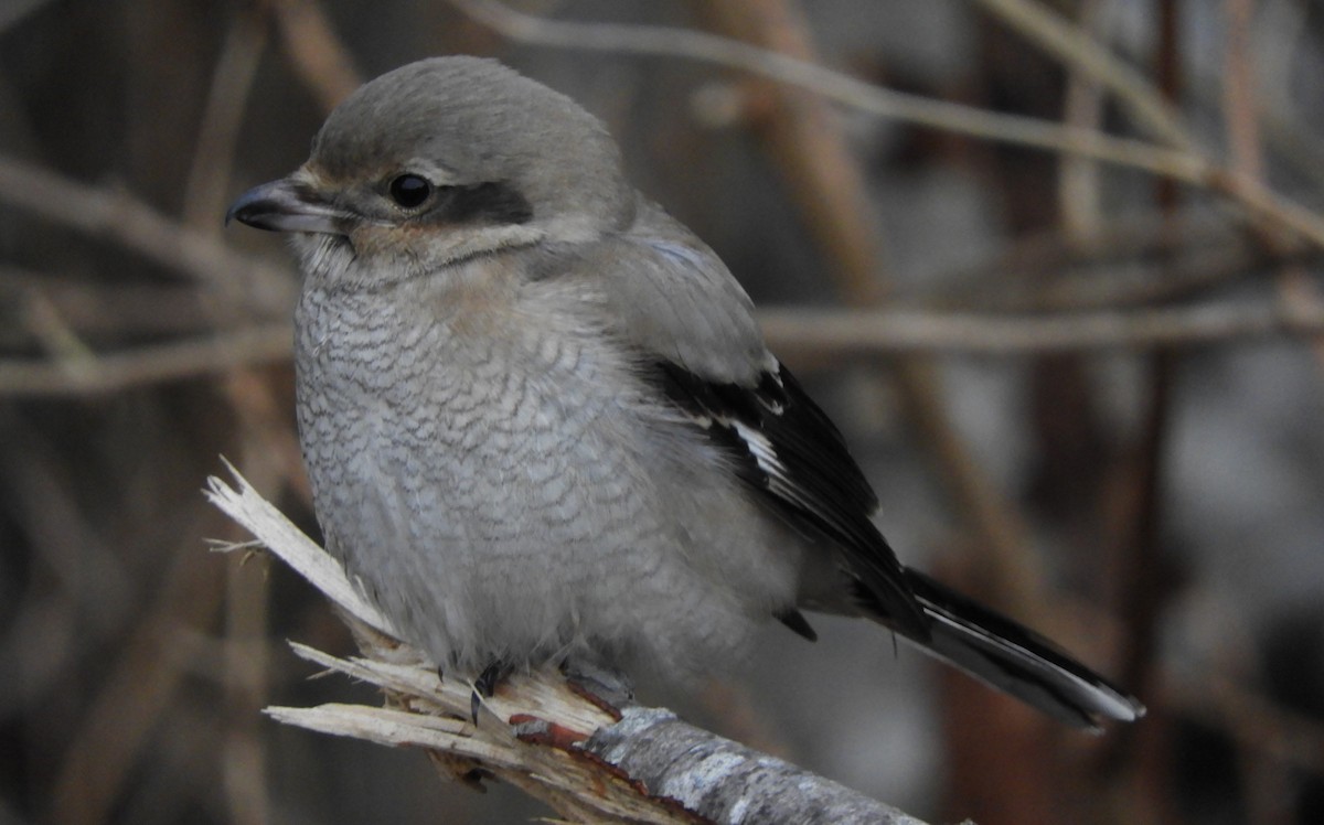 Northern Shrike - ML128910671