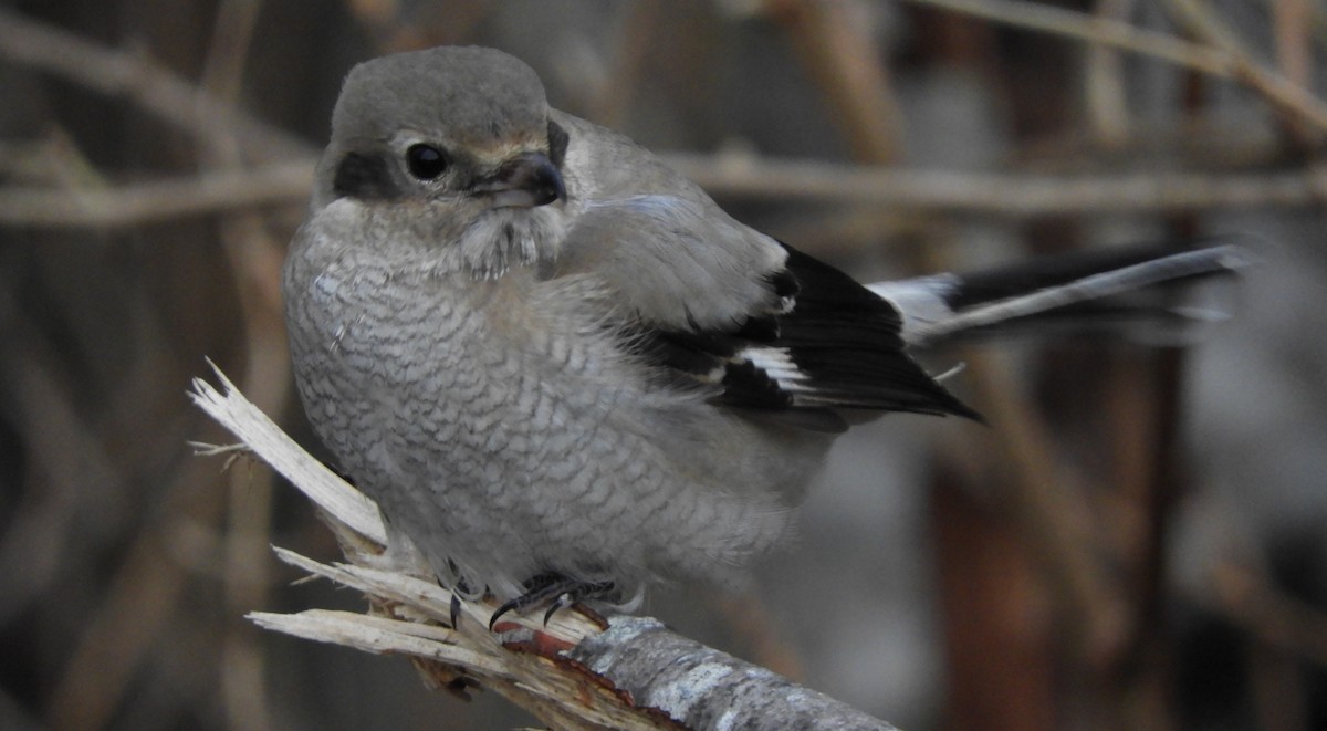 Northern Shrike - ML128910821