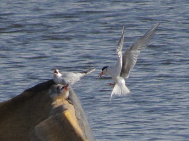 Forster's Tern - Gary Jarvis