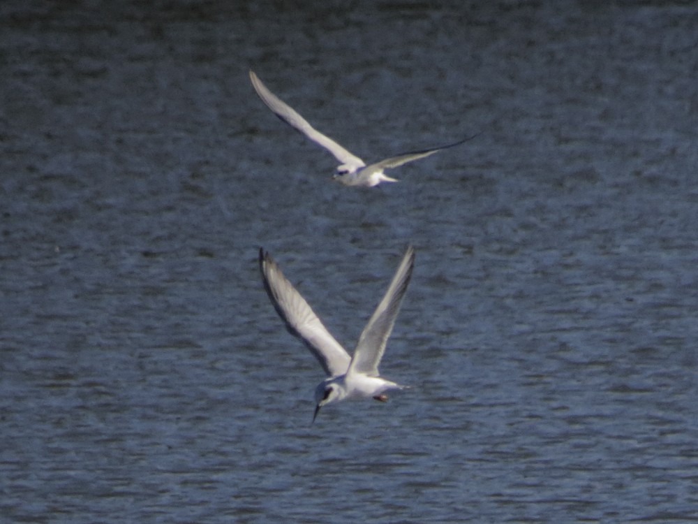 Forster's Tern - Gary Jarvis