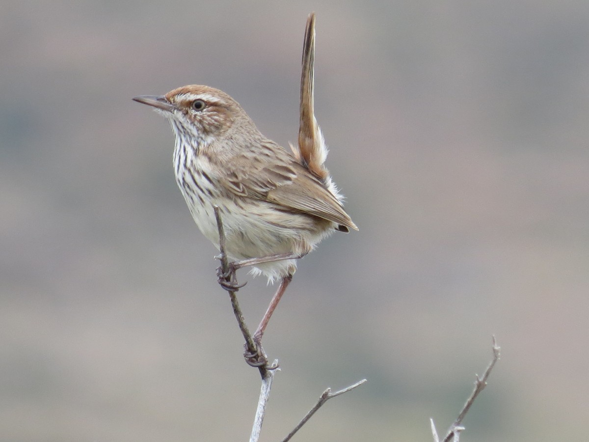 Rufous Fieldwren - John Reynolds
