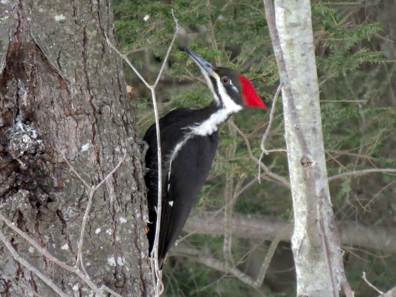 Pileated Woodpecker - ML128916781