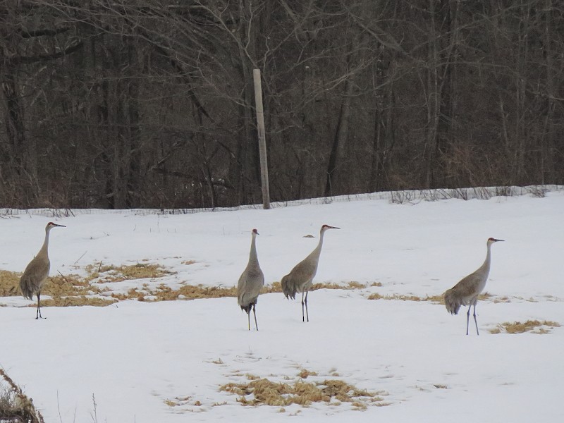 Sandhill Crane - ML128917261