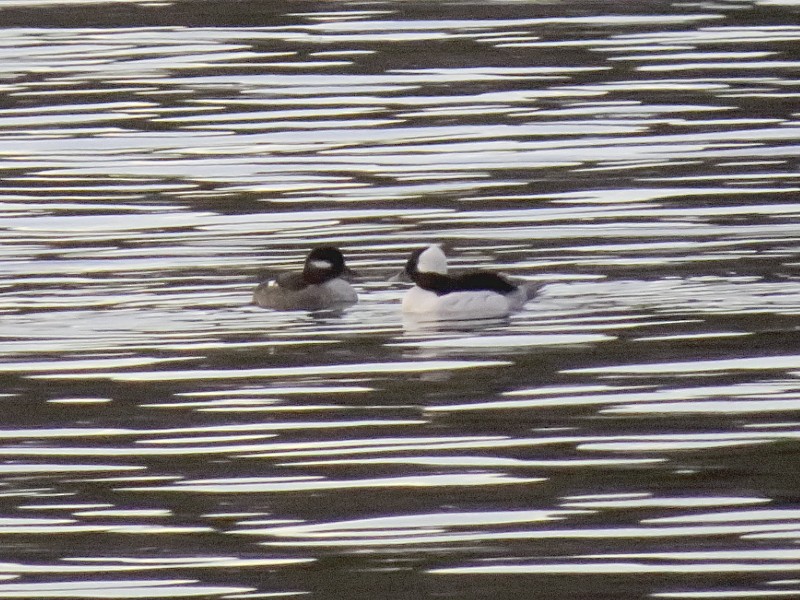 Bufflehead - ML128917521