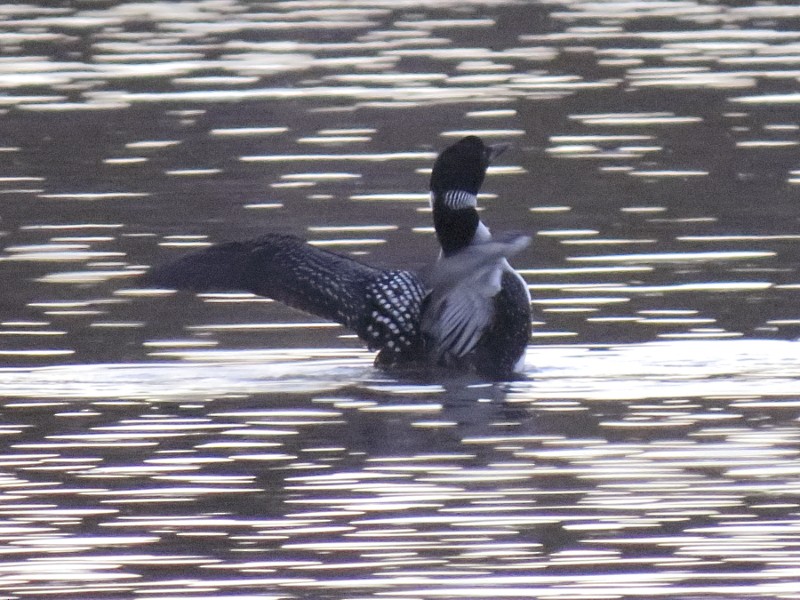 Common Loon - ML128917541